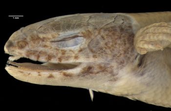 Media type: image;   Herpetology R-7966